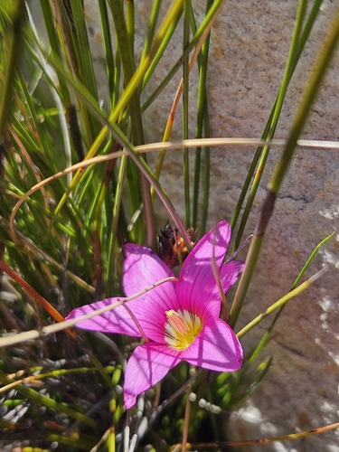 Romulea fibrosa