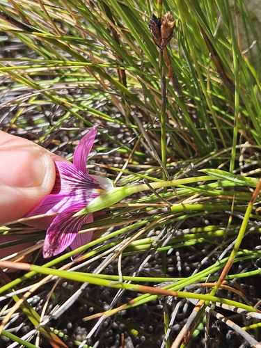 Romulea fibrosa
