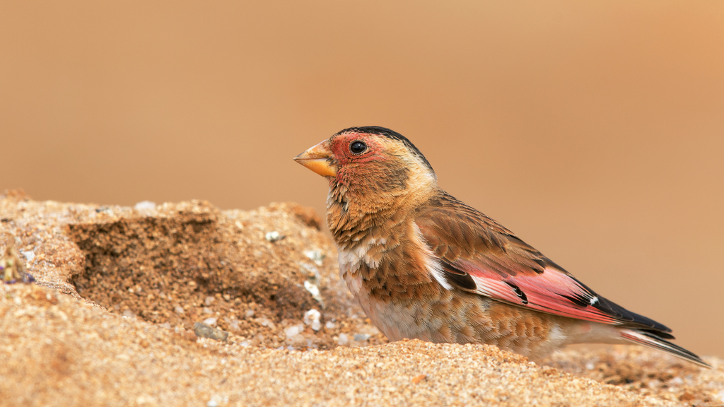 Crimson-winged Finch (Rhodopechys sanguineus) photo