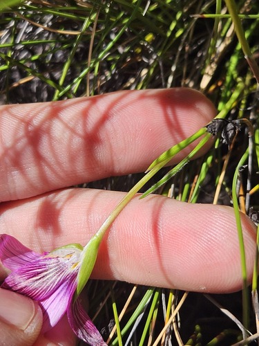 Romulea fibrosa