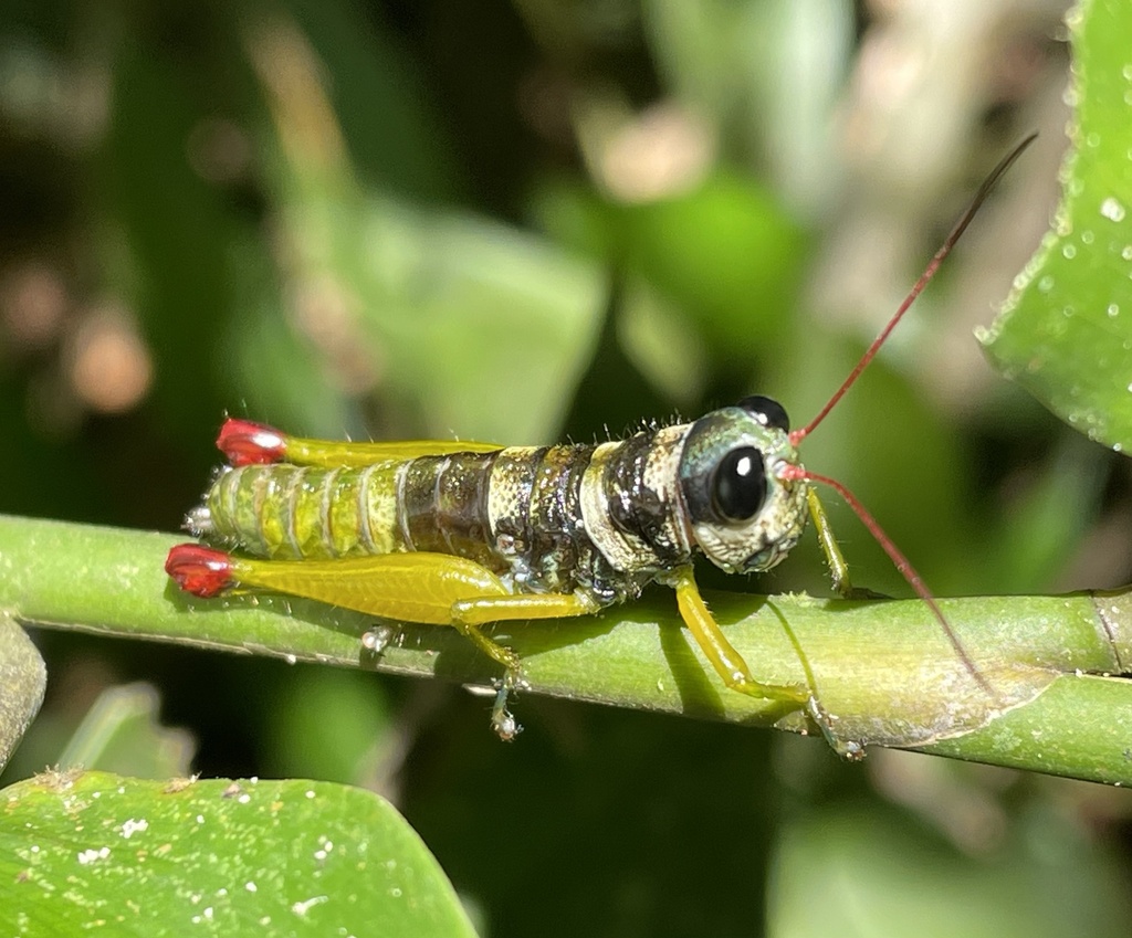 Pterotiltus erythrocerus