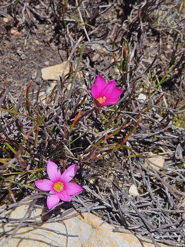 Romulea fibrosa