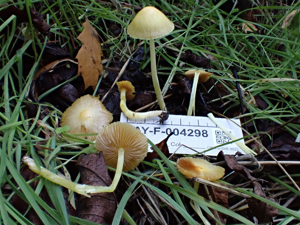 Bolbitius sp. 'CA01'
