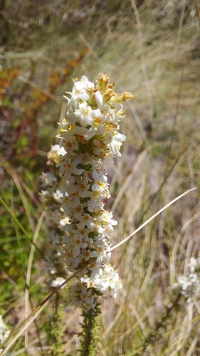 Image of Microdon capitatus by (c) Jacques van der Merwe, some rights reserved (CC BY-SA)