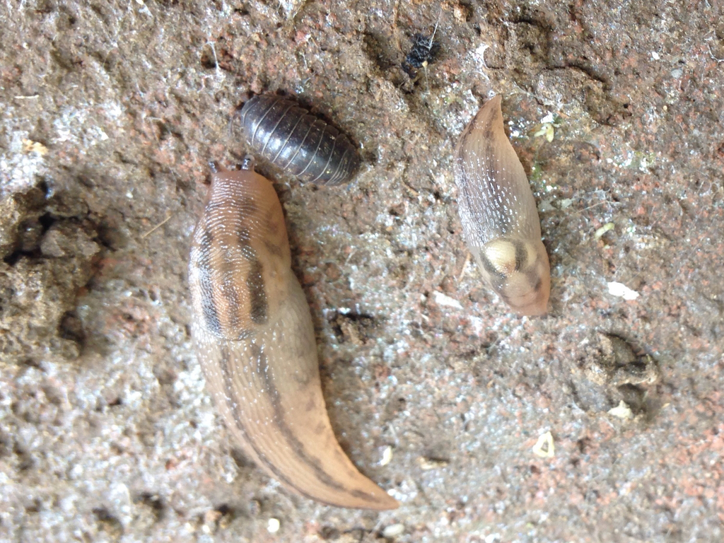 Tree Band Slugs Threeband Slugs in April 2016 by maiz. There were at least two dozen of ...