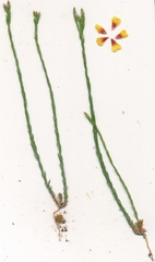 Linum imbricatum