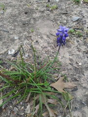 Muscari neglectum