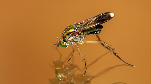 Semaphore Fly, photo 3 of 10