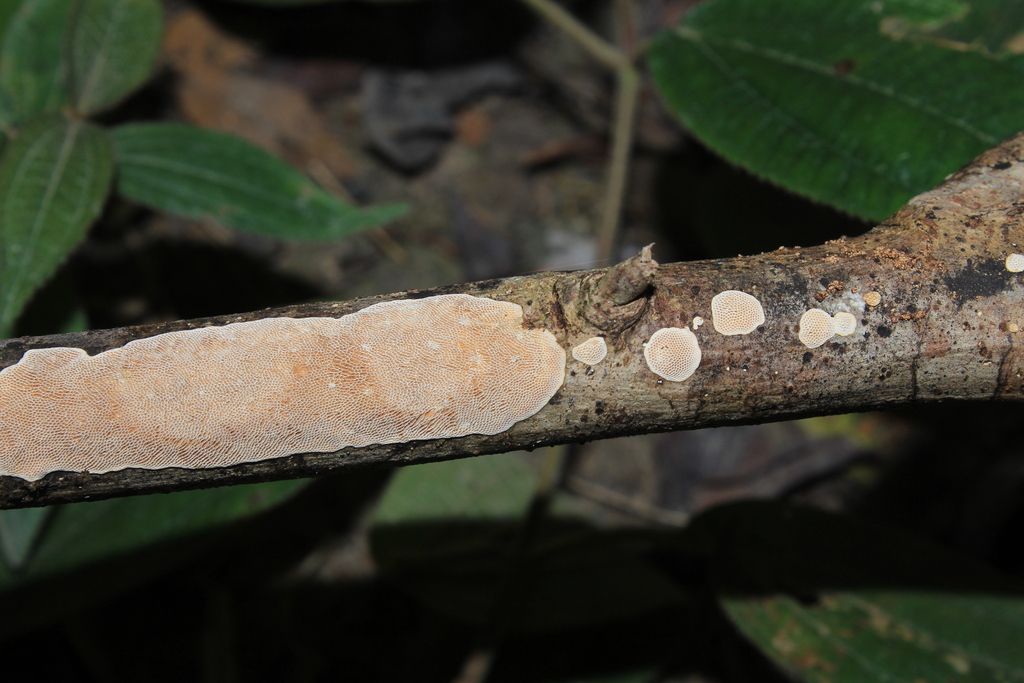 Megasporoporia cavernulosa