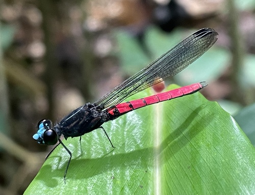 Blue-fronted Jewel