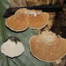 Trametes modesta - Photo (c) Vitor Xavier de Lima, some rights reserved (CC BY-NC-ND), uploaded by Vitor Xavier de Lima