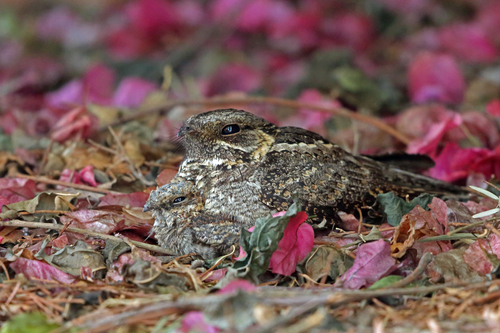 Caprimulgus madagascariensis