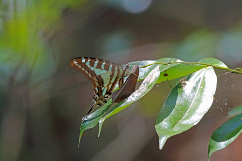 Madagascan Striped Swordtail