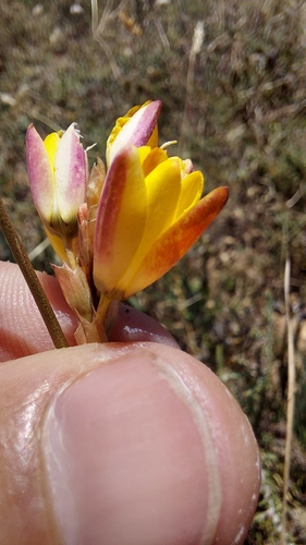 Image of Ixia dubia by (c) Jacques van der Merwe, some rights reserved (CC BY-SA)