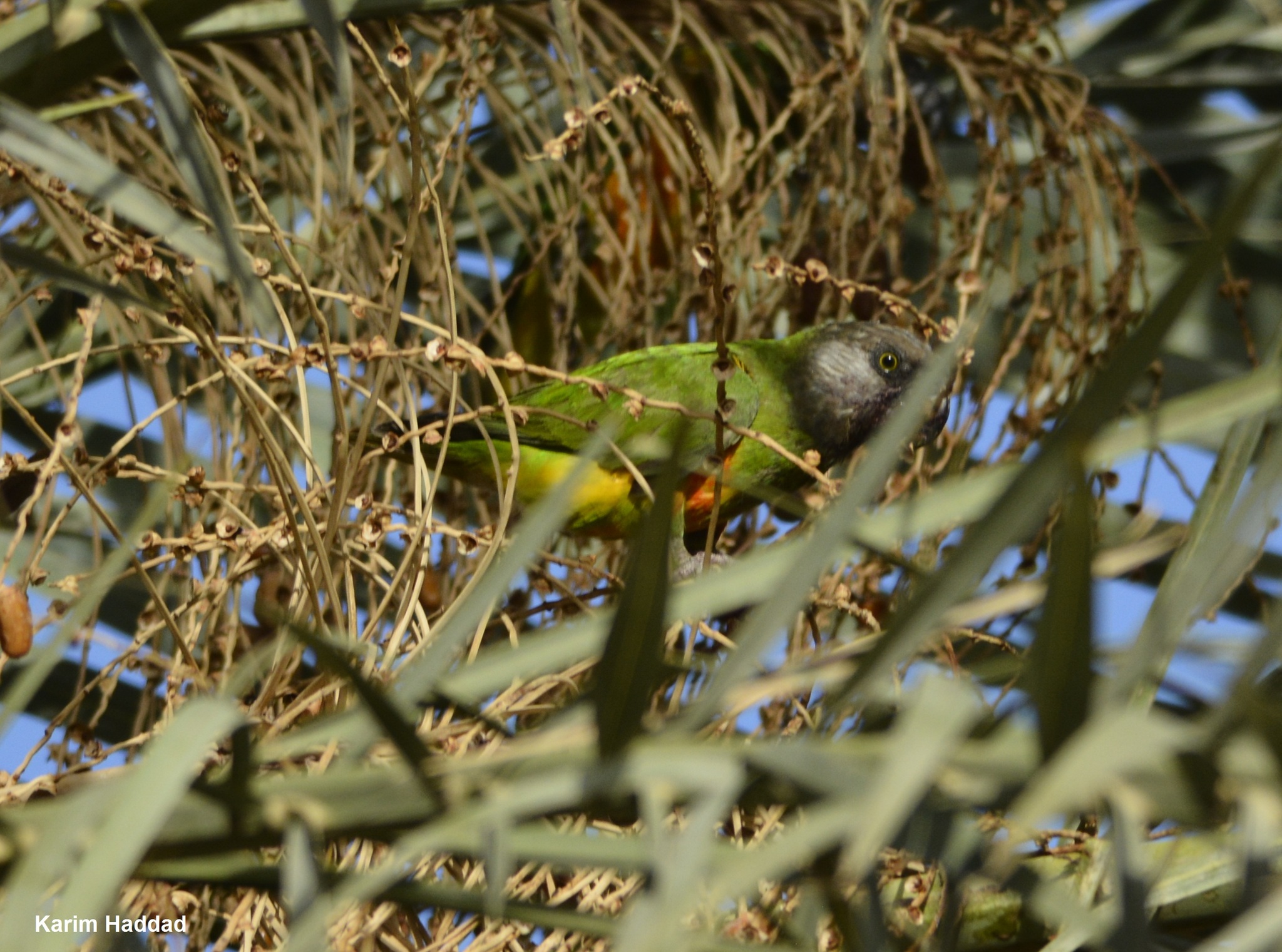 Senegal Parrot illustration