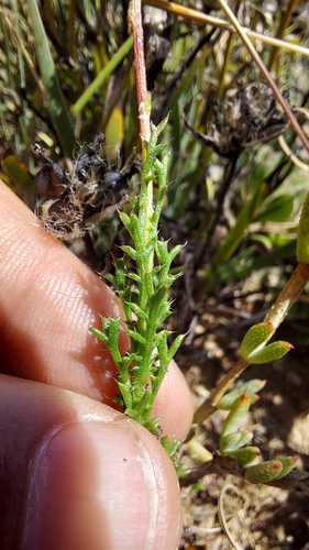 Image of Ursinia dentata by (c) Jacques van der Merwe, some rights reserved (CC BY-SA)