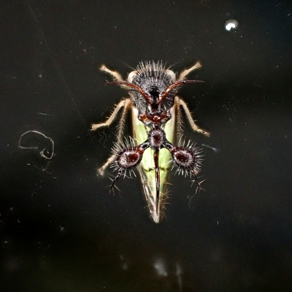 Ant-mimicking Treehopper