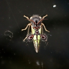 アリカツギツノゼミ (Cyphonia clavata) · iNaturalist