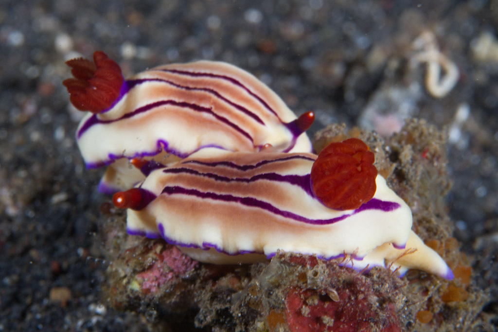 Emma's Hypselodoris