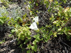 Calystegia macrostegia amplissima