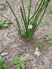 Ornithogalum umbellatum