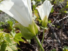 Calystegia macrostegia amplissima