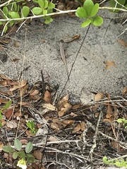 Sceloporus woodi