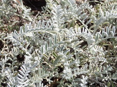 Astragalus miguelensis