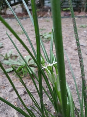Ornithogalum umbellatum