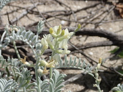 Astragalus miguelensis