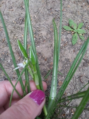 Ornithogalum umbellatum