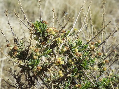 Isocoma hartwegii
