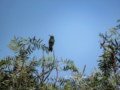 Cynanthus latirostris