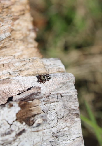Bold Jumping Spider photographed in Oklahoma