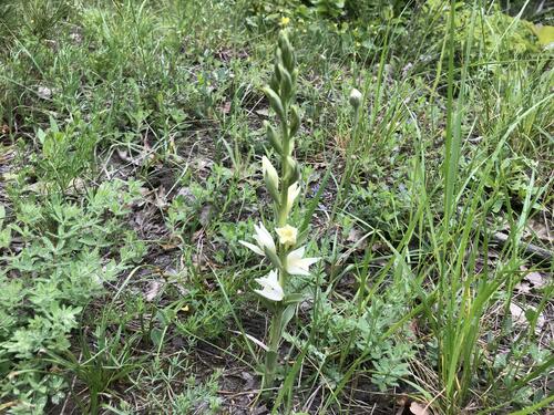 Image of Cephalanthera epipactoides by (c) Наталья Пикалова, some rights reserved (CC BY)
