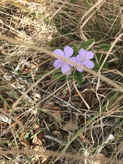 Ruellieae
