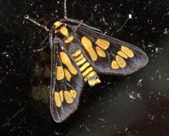 Eressa geographica