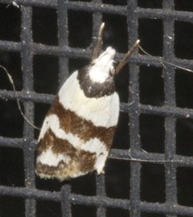 Eulechria triferella