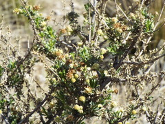 Isocoma hartwegii