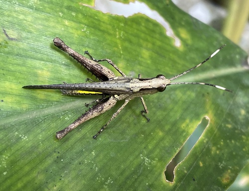 Holopercna gerstaeckerii