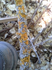 Xanthoria parietina