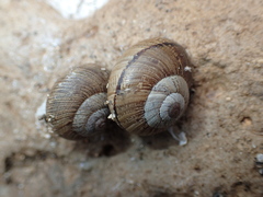Xerarionta intercisa