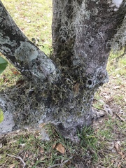 Tillandsia recurvata