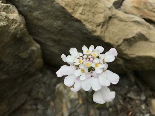 Image of Iberis simplex by (c) Наталья Пикалова, some rights reserved (CC BY)