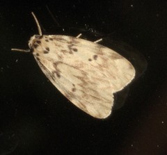 Hectobrocha subnigra