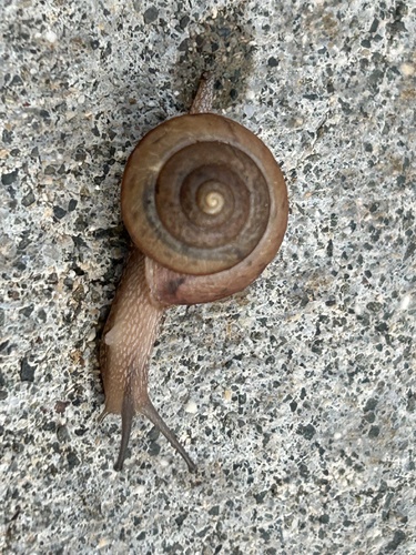 Bradybaena similaris observed 2023-11-23