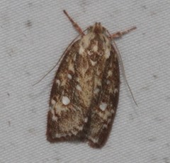Euchaetis metallota