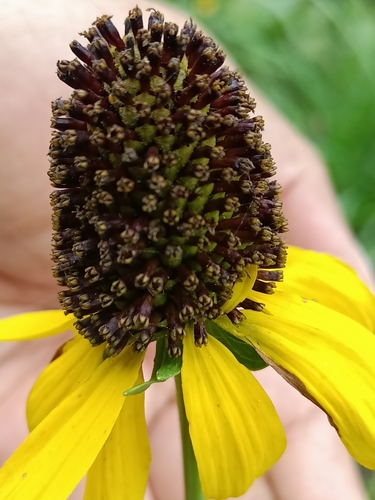 Image of Rudbeckia texana by (c) José Gerardo Velasco, some rights reserved (CC BY-SA)