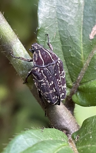 Cosmesthes lineaticollis