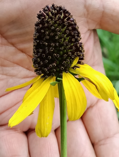 Image of Rudbeckia texana by (c) José Gerardo Velasco, some rights reserved (CC BY-SA)